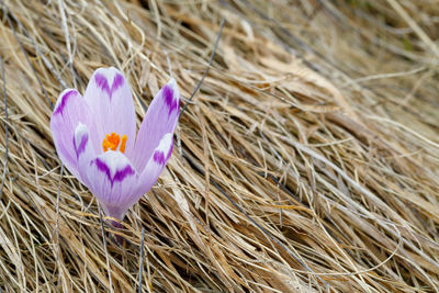 High angle view of purple crocus flower