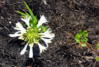 Close-up of white flowers