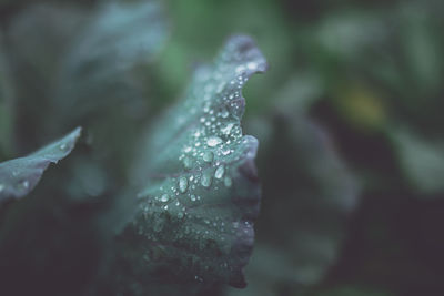 Close-up of raindrops on leaf