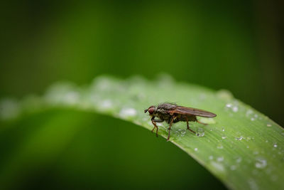 Close-up of fly on leaf