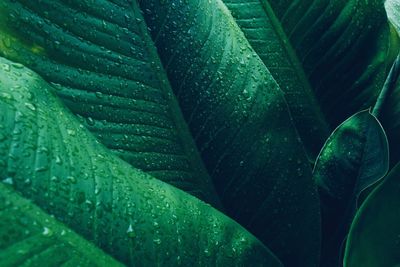 Close-up of wet plant leaves during rainy season