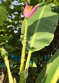 Close-up of banana tree