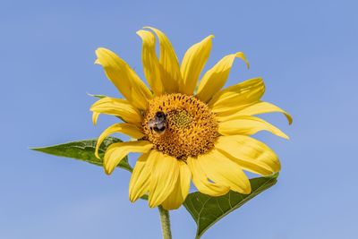 Close-up of yellow sunflower