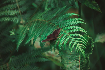 Close-up of butterfly on fern