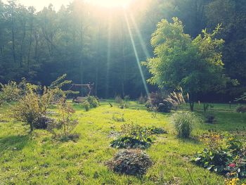 Plants growing on land during sunny day