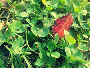 Close-up of red butterfly on plant