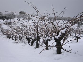 Bare trees on snow covered field against sky