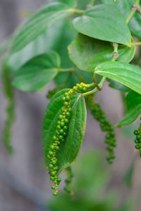 Close-up of green plant