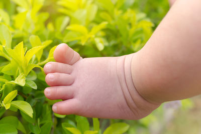 Close-up of hand holding plant