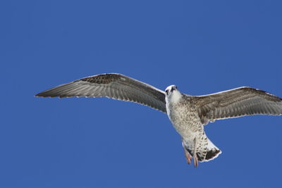 Low angle view of eagle flying against clear blue sky