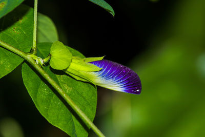 Close-up of butterfly on leaf