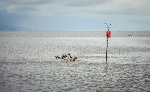 View of horse in sea