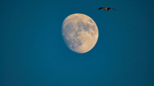 Low angle view of bird against clear blue sky