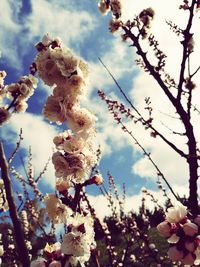 Low angle view of flower tree against sky