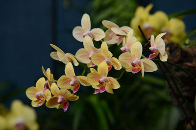 Close-up of flowers