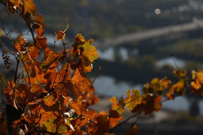 Close-up of yellow maple leaves against blurred background