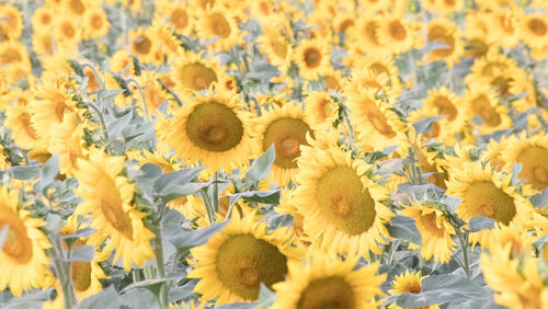 Close-up of sunflower