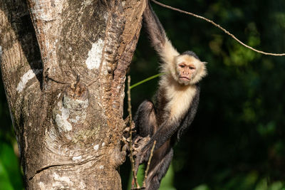 White faced capuchin monkey in costa rica