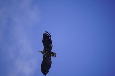 Low angle view of eagle flying against clear blue sky