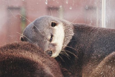 Close-up of an animal sleeping