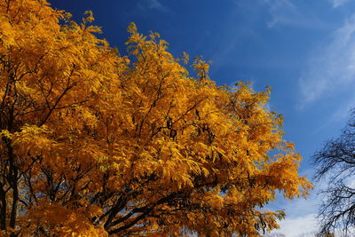 Low angle view of autumnal trees against sky