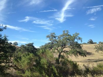 Trees against sky