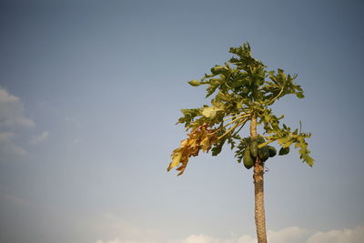 Low angle view of papaya plant against sky