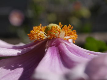 Macro shot of purple flowering plant