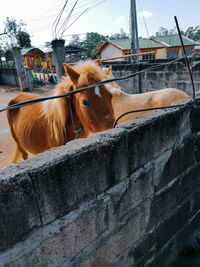 Close-up of horse standing against wall