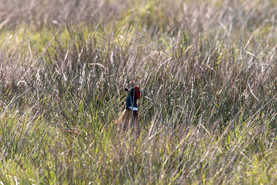 Bird on field