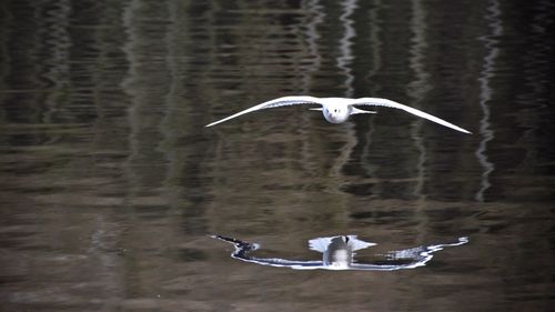 Bird flying over a water
