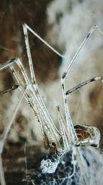 Close-up of spider on web during winter