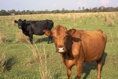 Cows standing in a field