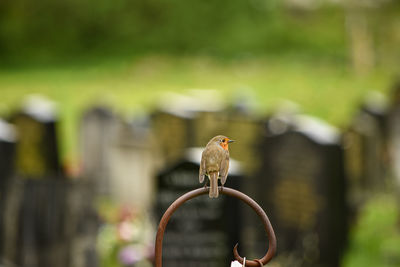 Close-up of bird perching on metal