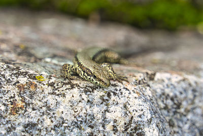 Close-up of lizard on rock