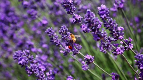 Close-up of insect on purple flowering plant