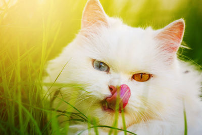 Close-up portrait of a cat