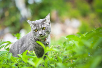 Portrait of a cat