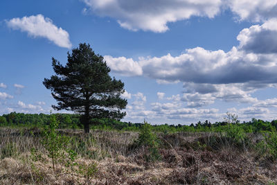 Trees on field against sky