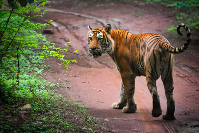 The tiger in ranthambhore national park 