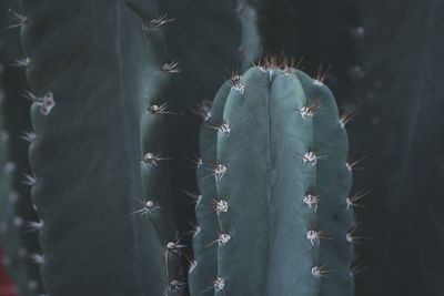 Close-up view of dark green cactus