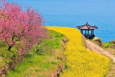 Scenic view of flowering plants and trees against sky