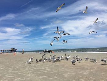 Flock of birds flying over beach