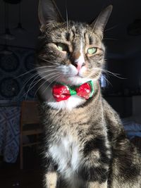 Close-up portrait of dapper christmas cat