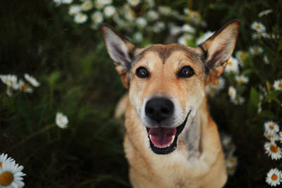 Close-up portrait of dog