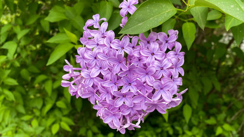 Close-up of purple flowering plant