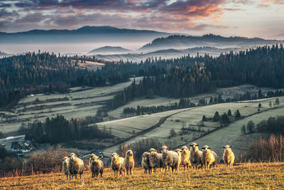 Pieniny mountains - view from czarna góra