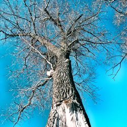 Low angle view of bare trees against clear sky