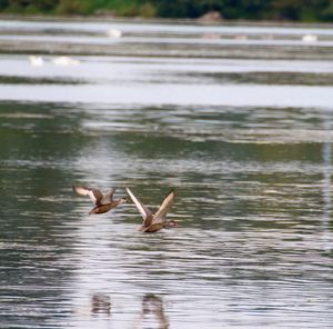 Birds in calm water
