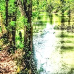 Scenic view of lake in forest